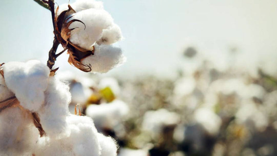 Qu'est-ce que le coton égyptien ?